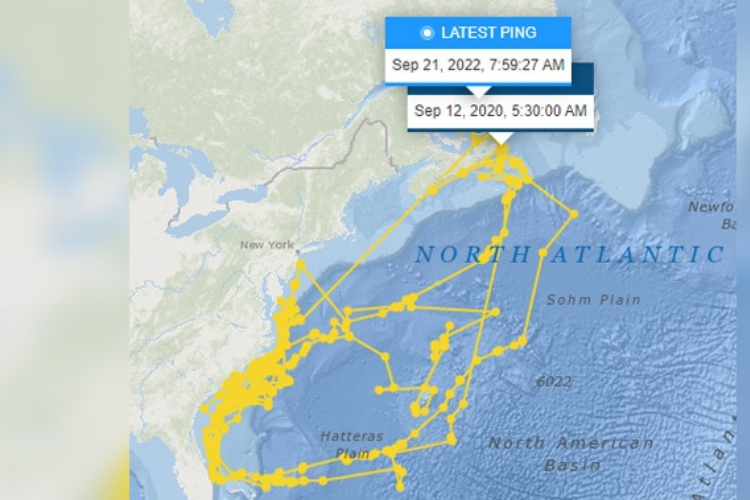 ฉลามขาวยักษ์ติด GPS ภาพการเดินทางในมหาสมุทรแอตแลนติก
